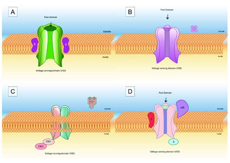 voltage gated chanel wiki|Sodium channel .